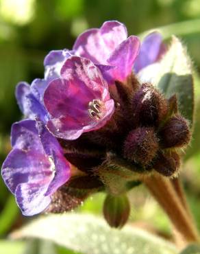 Fotografia 9 da espécie Pulmonaria officinalis no Jardim Botânico UTAD