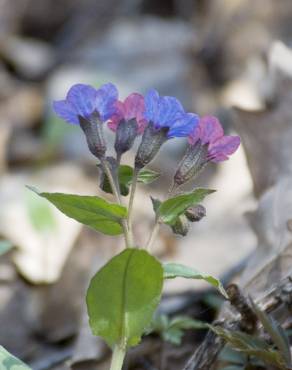 Fotografia 10 da espécie Pulmonaria officinalis no Jardim Botânico UTAD