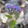 Fotografia 10 da espécie Pulmonaria officinalis do Jardim Botânico UTAD