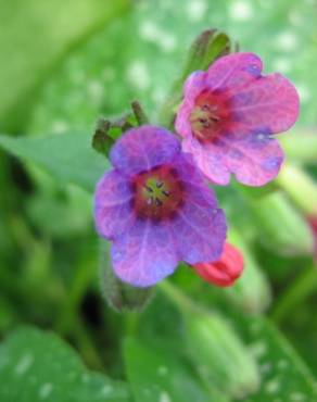 Fotografia 11 da espécie Pulmonaria officinalis no Jardim Botânico UTAD