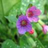 Fotografia 11 da espécie Pulmonaria officinalis do Jardim Botânico UTAD