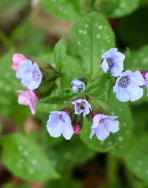 Fotografia 13 da espécie Pulmonaria officinalis no Jardim Botânico UTAD