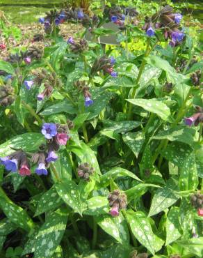 Fotografia 16 da espécie Pulmonaria officinalis no Jardim Botânico UTAD