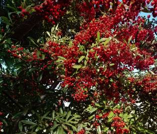 Fotografia da espécie Pyracantha coccinea