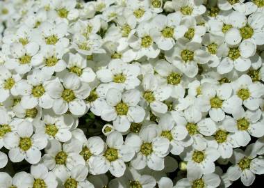 Fotografia da espécie Pyracantha coccinea