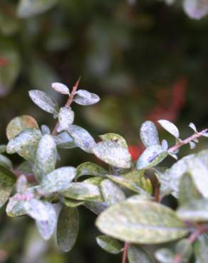 Fotografia 9 da espécie Pyracantha coccinea no Jardim Botânico UTAD