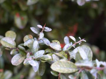 Fotografia da espécie Pyracantha coccinea