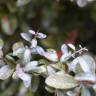 Fotografia 9 da espécie Pyracantha coccinea do Jardim Botânico UTAD