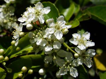 Fotografia da espécie Pyracantha coccinea