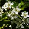 Fotografia 10 da espécie Pyracantha coccinea do Jardim Botânico UTAD