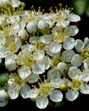 Fotografia da espécie Pyracantha coccinea