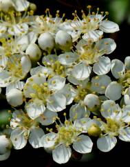 Pyracantha coccinea