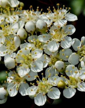 Fotografia 1 da espécie Pyracantha coccinea no Jardim Botânico UTAD