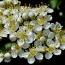 Fotografia 1 da espécie Pyracantha coccinea do Jardim Botânico UTAD