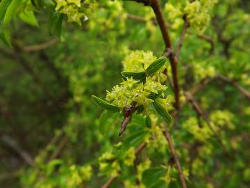 Fotografia da espécie Rhamnus alaternus