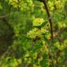 Fotografia 11 da espécie Rhamnus alaternus do Jardim Botânico UTAD