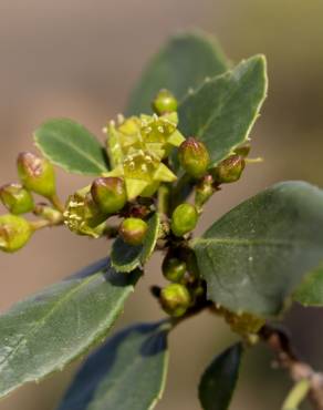 Fotografia 12 da espécie Rhamnus alaternus no Jardim Botânico UTAD