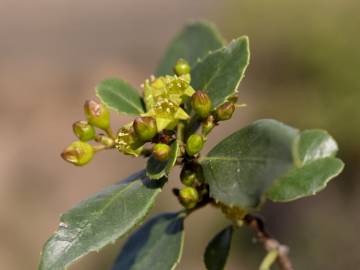 Fotografia da espécie Rhamnus alaternus