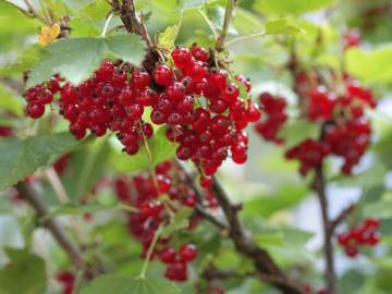 Fotografia da espécie Ribes rubrum