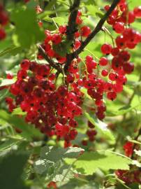 Fotografia da espécie Ribes rubrum