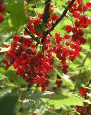 Fotografia 6 da espécie Ribes rubrum no Jardim Botânico UTAD