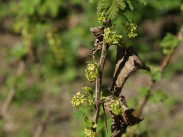 Fotografia da espécie Ribes rubrum