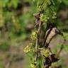 Fotografia 7 da espécie Ribes rubrum do Jardim Botânico UTAD