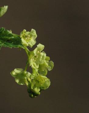 Fotografia 8 da espécie Ribes rubrum no Jardim Botânico UTAD