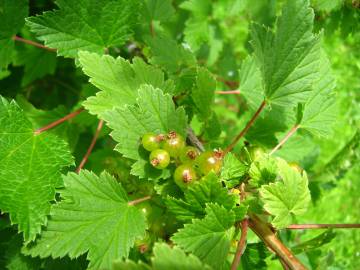 Fotografia da espécie Ribes rubrum