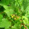 Fotografia 9 da espécie Ribes rubrum do Jardim Botânico UTAD