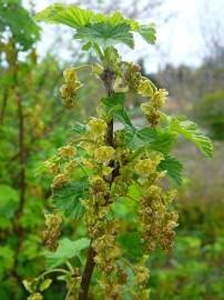 Fotografia da espécie Ribes rubrum