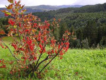 Fotografia da espécie Ribes rubrum