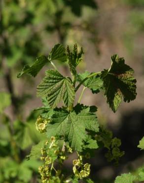 Fotografia 11 da espécie Ribes rubrum no Jardim Botânico UTAD