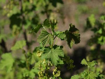 Fotografia da espécie Ribes rubrum