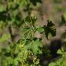 Fotografia 11 da espécie Ribes rubrum do Jardim Botânico UTAD