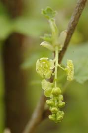 Fotografia da espécie Ribes rubrum