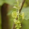 Fotografia 12 da espécie Ribes rubrum do Jardim Botânico UTAD