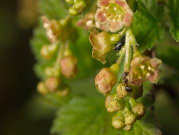 Fotografia da espécie Ribes rubrum