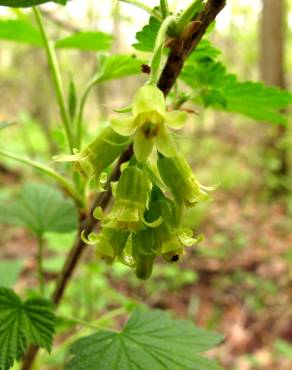 Fotografia 14 da espécie Ribes rubrum no Jardim Botânico UTAD