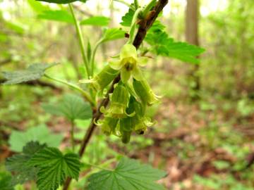 Fotografia da espécie Ribes rubrum