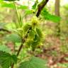 Fotografia 14 da espécie Ribes rubrum do Jardim Botânico UTAD