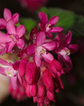 Fotografia 3 da espécie Ribes sanguineum no Jardim Botânico UTAD