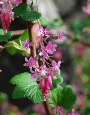 Fotografia 9 da espécie Ribes sanguineum no Jardim Botânico UTAD