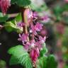 Fotografia 9 da espécie Ribes sanguineum do Jardim Botânico UTAD