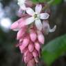 Fotografia 11 da espécie Ribes sanguineum do Jardim Botânico UTAD