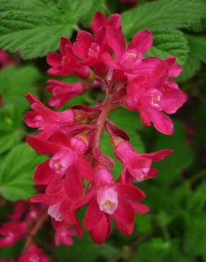 Fotografia 12 da espécie Ribes sanguineum no Jardim Botânico UTAD