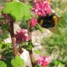 Fotografia 13 da espécie Ribes sanguineum do Jardim Botânico UTAD