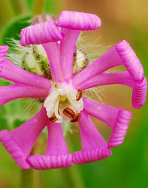 Fotografia 6 da espécie Silene colorata no Jardim Botânico UTAD