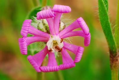 Fotografia da espécie Silene colorata