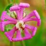 Fotografia 6 da espécie Silene colorata do Jardim Botânico UTAD